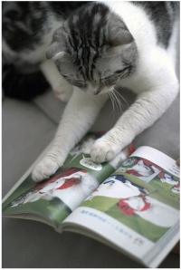 cats-read-books-language-books-images-photos-flickr-paul-ngan