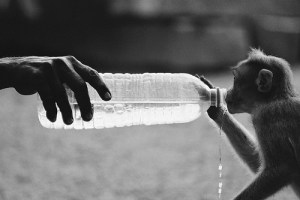 Madurai-Monkey-Tamil-Nadu-Drink-Water-Flickr-Redbull-Chimp
