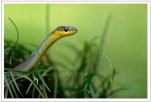Sylvan_Flickr-Snakes-Green-Rama-Narayanan-Movies