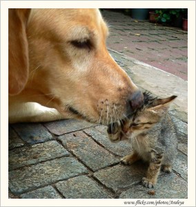 Araleya-Cats-Dogs-Lick-Flickr-Images-Clean