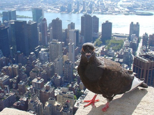 New_York_Pigeon_Sky_Towers